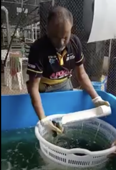 Fish being Handled with Care